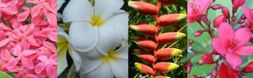 Krabi flowers