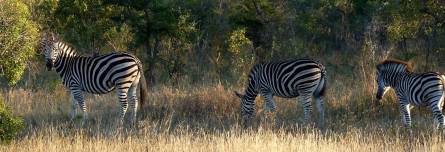 A dazzle of zebra.