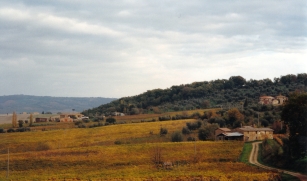 The autumn colours of the vines surrounding Montalcino